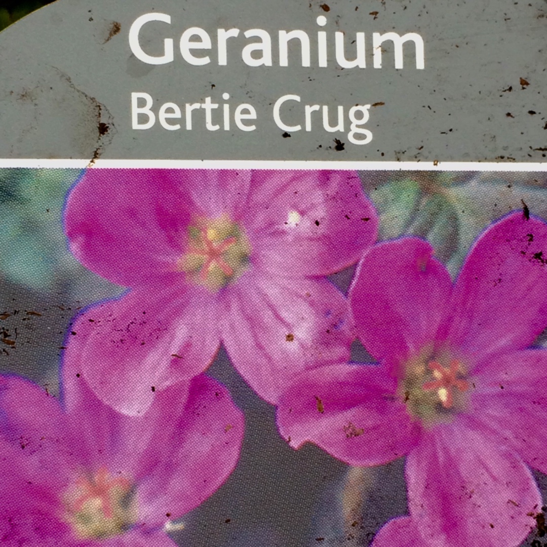 Geranium Bertie Crug in the GardenTags plant encyclopedia Geranium Bertie Crug in the GardenTags plant encyclopedia