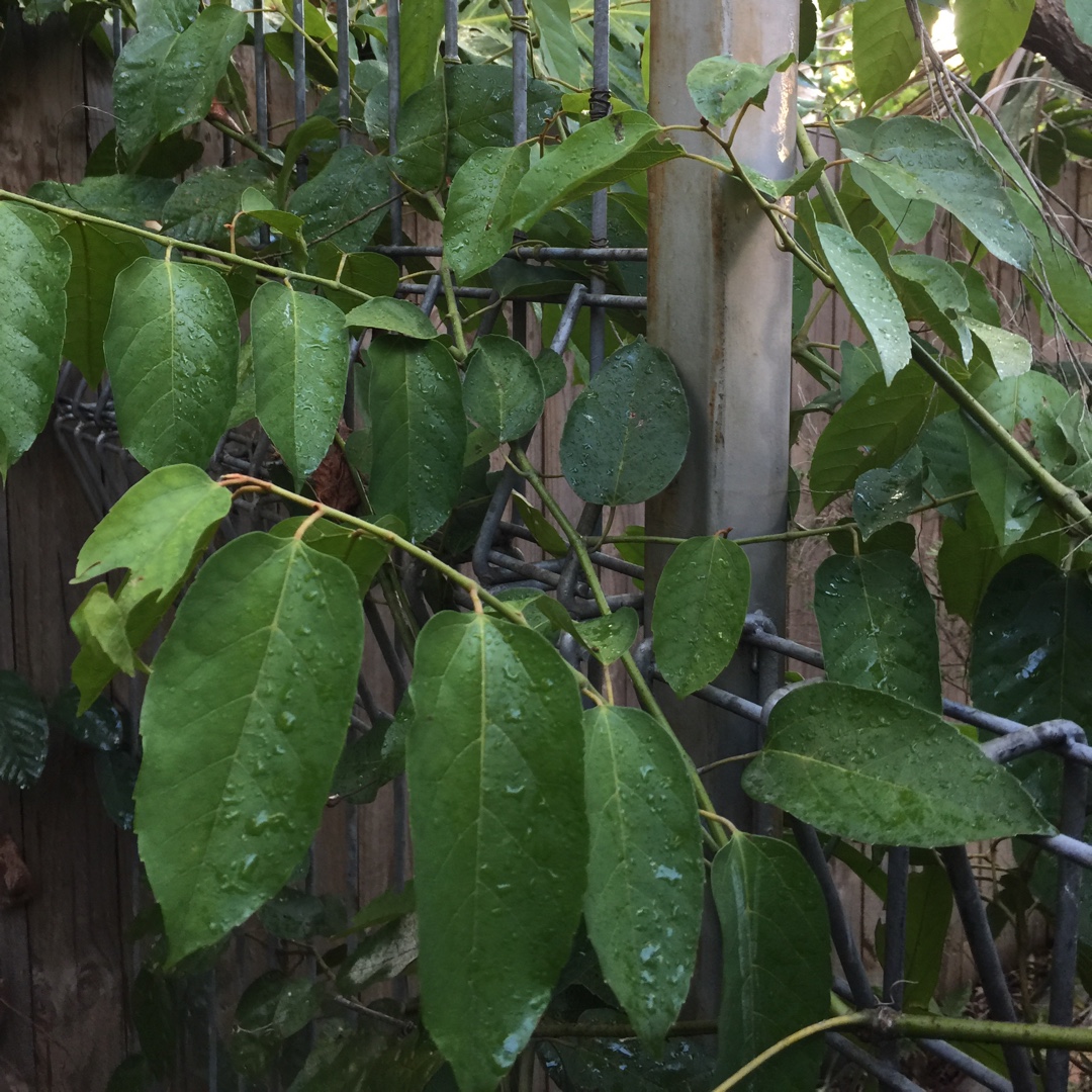 Cissus antarctica in the GardenTags plant encyclopedia Kangaroo Vine in the GardenTags plant encyclopedia
