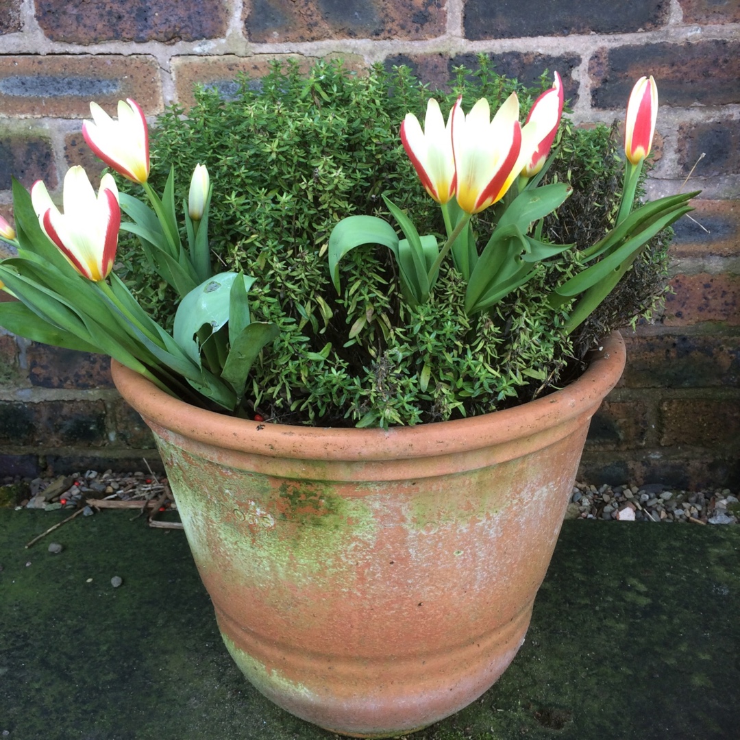 Tulipa Gluck in the GardenTags plant encyclopedia Tulip Gluck (Kaufmanniana) in the GardenTags plant encyclopedia