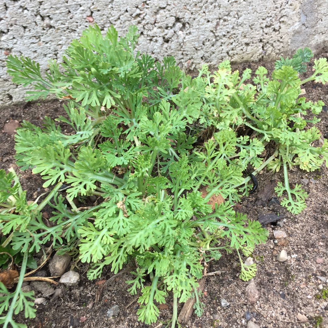 Eschscholzia californica XL Yellow in the GardenTags plant encyclopedia California Poppy XL Yellow in the GardenTags plant encyclopedia