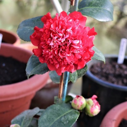 Camellia japonica Ruby wedding in the GardenTags plant encyclopedia Camellia Ruby wedding in the GardenTags plant encyclopedia