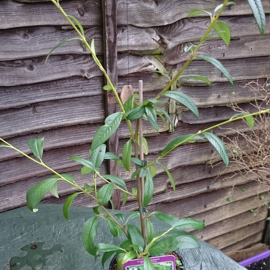 Cotoneaster salicifolius Exburiensis in the GardenTags plant encyclopedia Cotoneaster tree in the GardenTags plant encyclopedia
