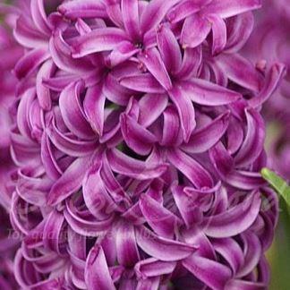 Hyacinthus orientalis Purple Sensation in the GardenTags plant encyclopedia Hyacinth Purple Sensation in the GardenTags plant encyclopedia