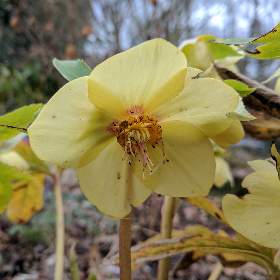 Helleborus x hybridus Apricot Blush (Winter Jewels Series) in the GardenTags plant encyclopedia Hellebore Apricot Blush in the GardenTags plant encyclopedia