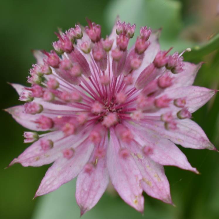 Astrantia major var. rosea syn. Astrantia maxima Rosea in the GardenTags plant encyclopedia Pink Greater Masterwort in the GardenTags plant encyclopedia