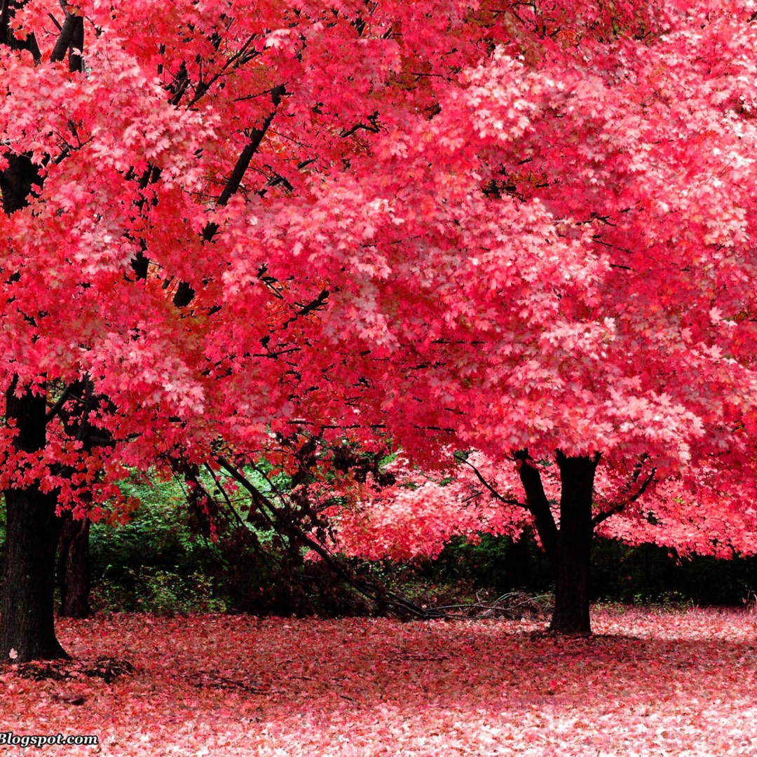 Prunus cerasus in the GardenTags plant encyclopedia Cherry in the GardenTags plant encyclopedia