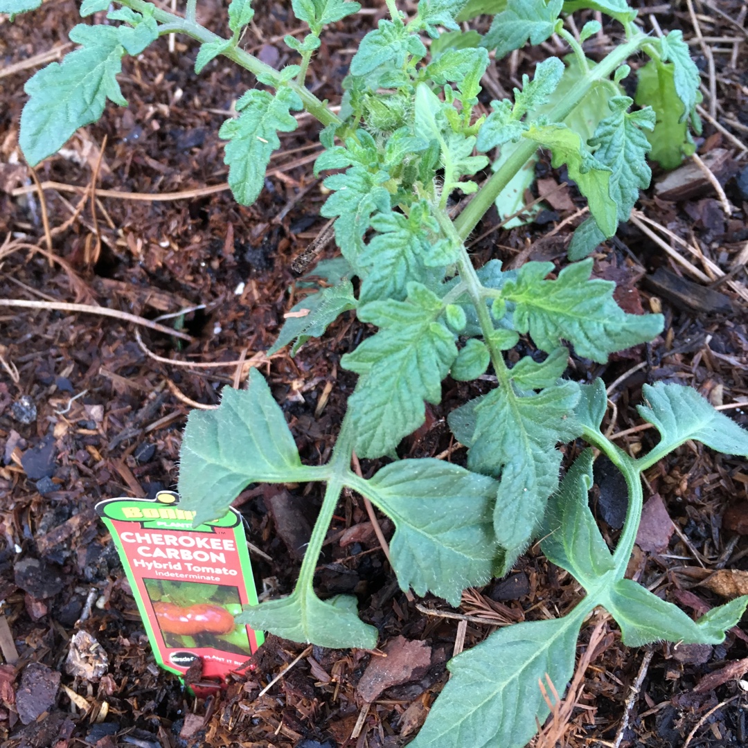Solanum Lycopersicum Cherokee Carbon in the GardenTags plant encyclopedia Tomato Cherokee Carbon (Beefsteak Tomato) in the GardenTags plant encyclopedia
