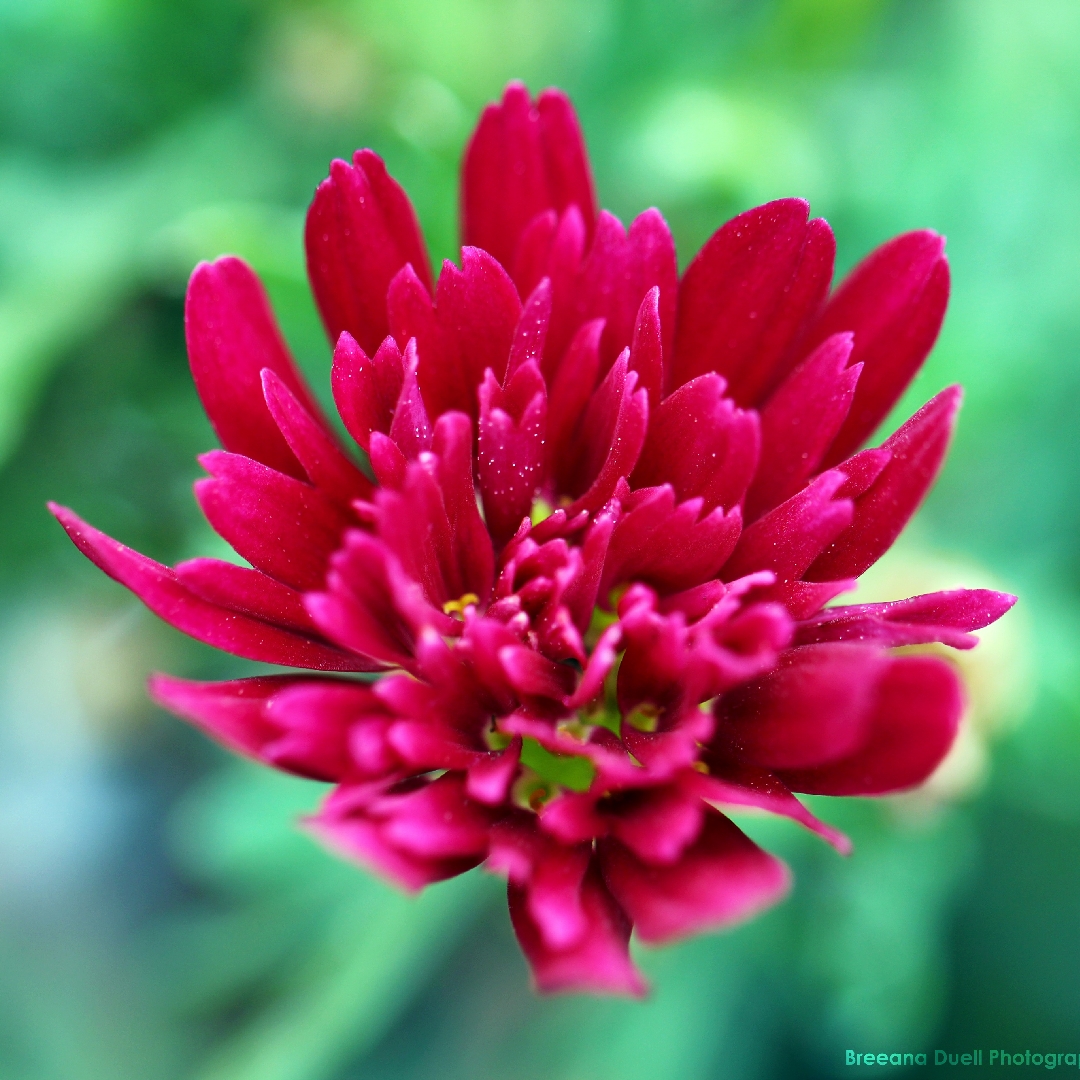 Argyranthemum Bonmadmerlo Madeira Daisy Double Red in the GardenTags plant encyclopedia Daisy Double Red in the GardenTags plant encyclopedia