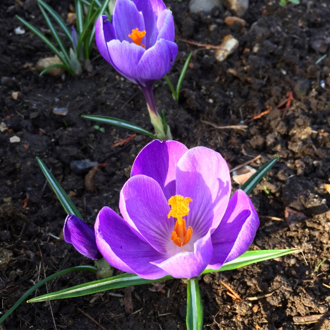 Crocus vernus Remembrance in the GardenTags plant encyclopedia Crocus Remembrance in the GardenTags plant encyclopedia