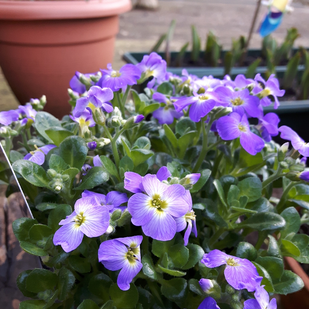 Aubrieta Axcent Glacier Blue with Eye in the GardenTags plant encyclopedia Rock Cress Axcent Glacier Light Blue with Eye in the GardenTags plant encyclopedia
