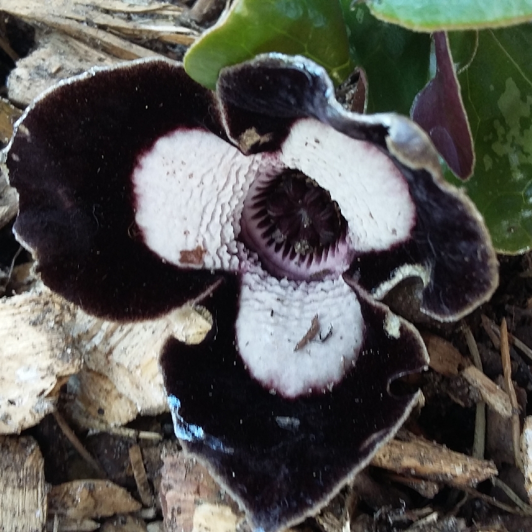 Asarum delavayi in the GardenTags plant encyclopedia Chinese Giant Wild Ginger in the GardenTags plant encyclopedia
