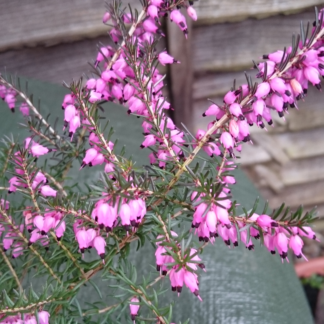 Erica x darleyensis Kramers Rote syn. Erica x darleyensis Kramers Red in the GardenTags plant encyclopedia Darley Dale Heath Kramers Rote in the GardenTags plant encyclopedia