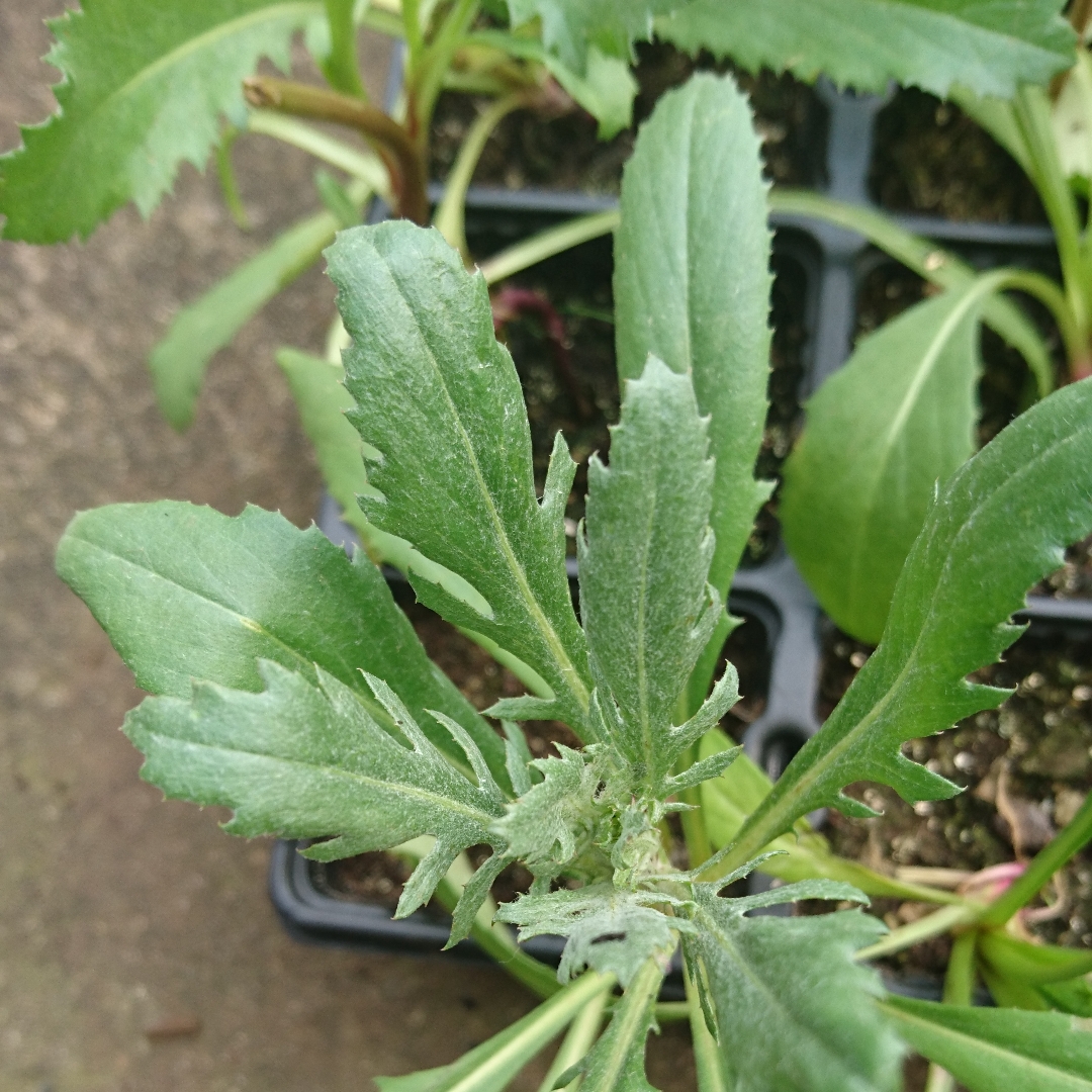 Amberboa moschata The Bride syn. Centaurea moschata The Bride in the GardenTags plant encyclopedia Sweet Sultan The Bride in the GardenTags plant encyclopedia