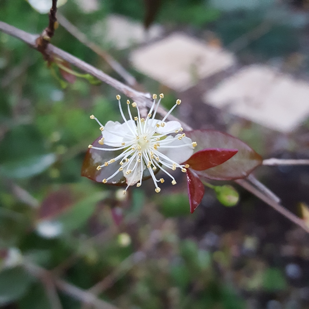 Eugenia uniflora Gitit in the GardenTags plant encyclopedia Surinam Cherry Gitit in the GardenTags plant encyclopedia