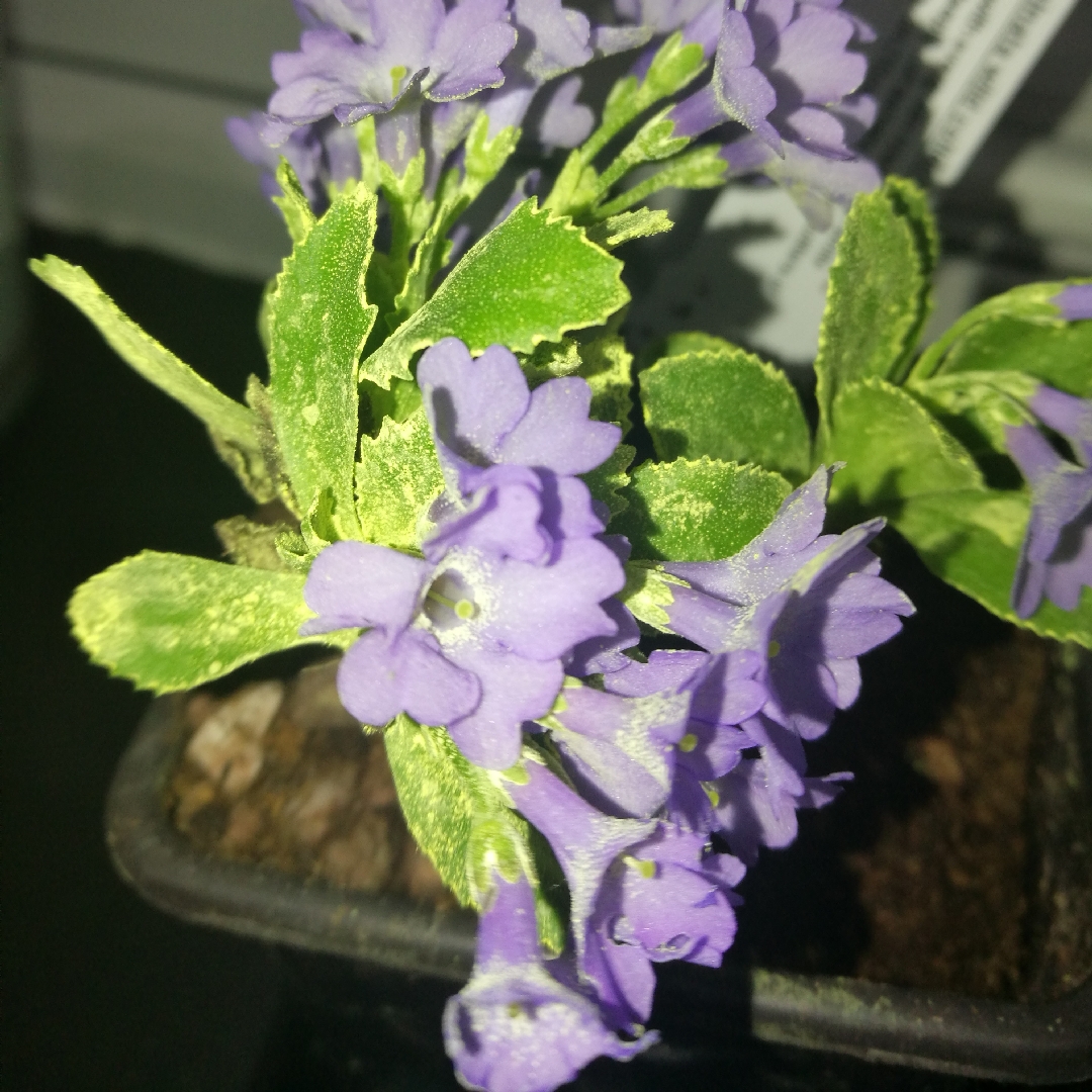 Primula marginata Herb Dickson in the GardenTags plant encyclopedia Primula Herb Dickson in the GardenTags plant encyclopedia