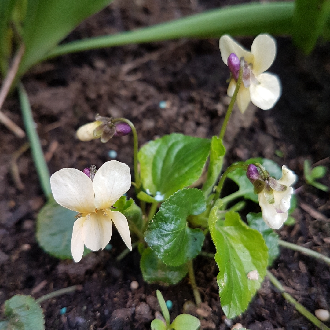 Viola odorata Miracle Vanilla White in the GardenTags plant encyclopedia Viola Miracle Vanilla White in the GardenTags plant encyclopedia