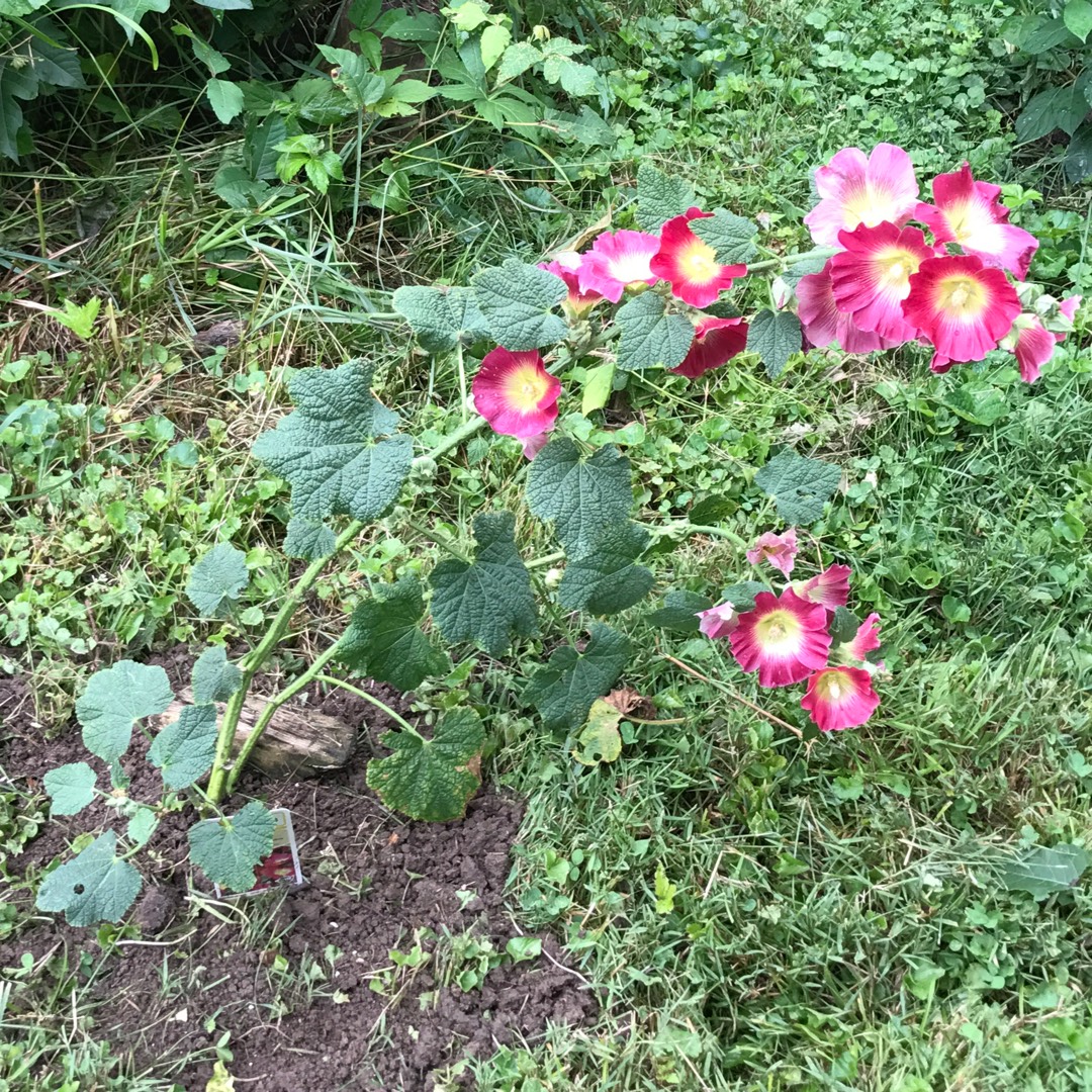 Alcea rosea Halo Mix (Halo Series) in the GardenTags plant encyclopedia Hollyhock Halo Mix in the GardenTags plant encyclopedia