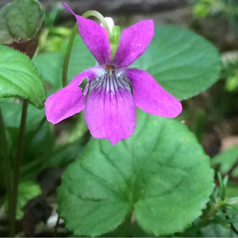 Viola riviniana Rosea in the GardenTags plant encyclopedia Pink Dog-violet in the GardenTags plant encyclopedia