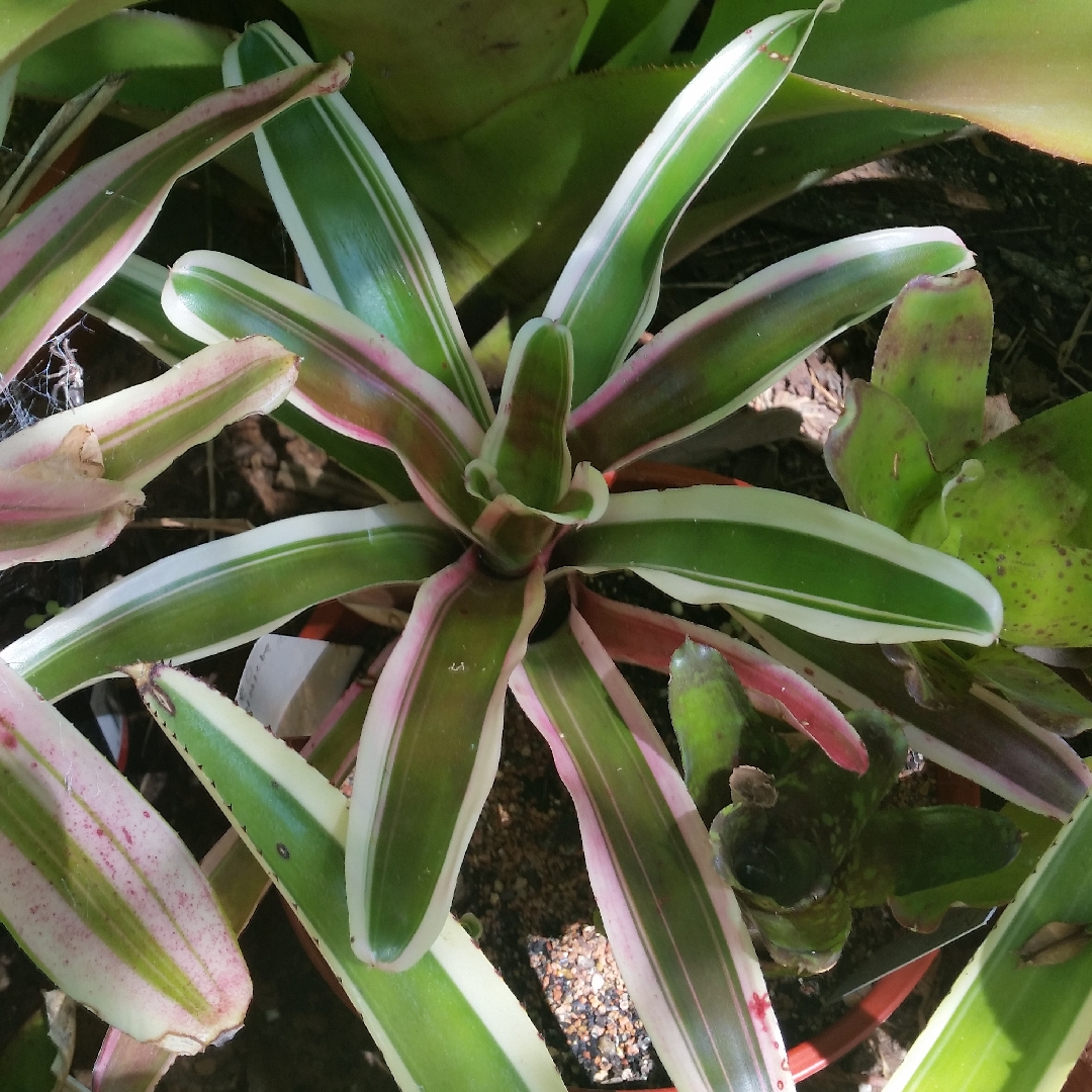 Neoregelia Annick in the GardenTags plant encyclopedia Neoregelia Annick in the GardenTags plant encyclopedia