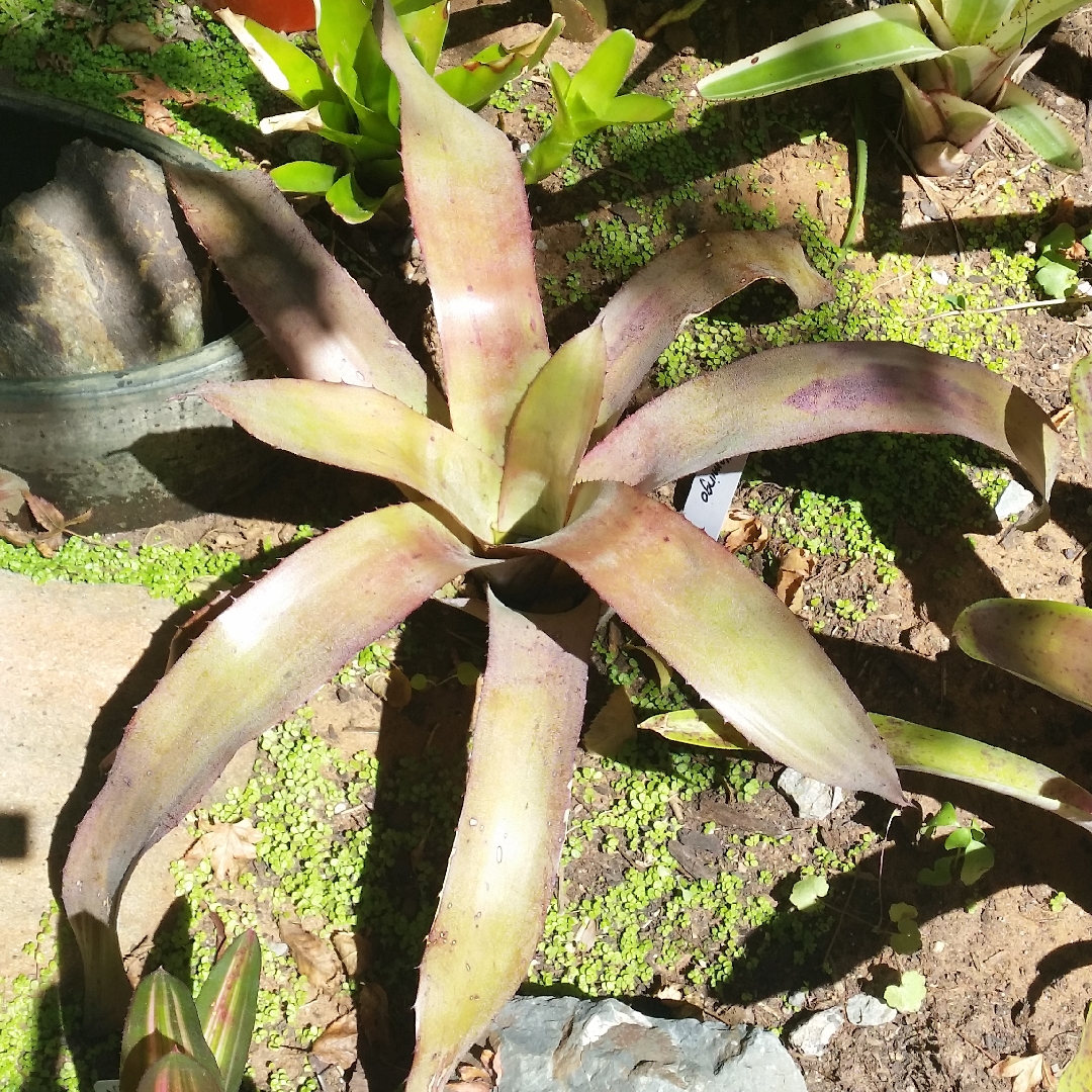 Aechmea Flamingo in the GardenTags plant encyclopedia Aechmea Flamingo in the GardenTags plant encyclopedia