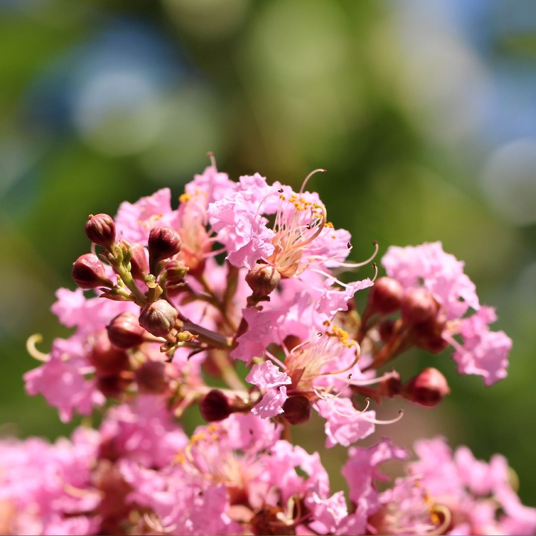 Crepe Myrtle Hopi in the GardenTags plant encyclopedia