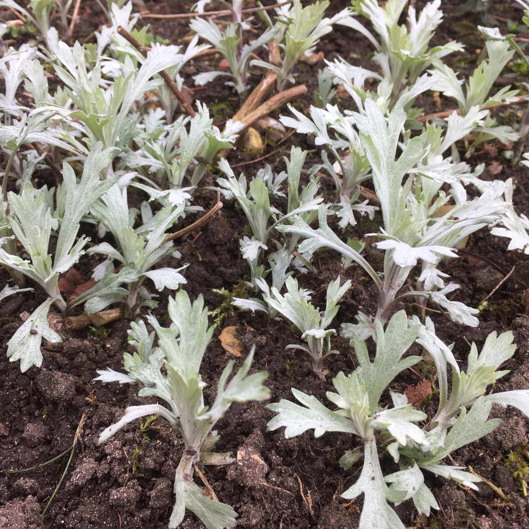 Artemisia Ludoviciana Silver Queen in the GardenTags plant encyclopedia Western Mugwort Silver Queen in the GardenTags plant encyclopedia
