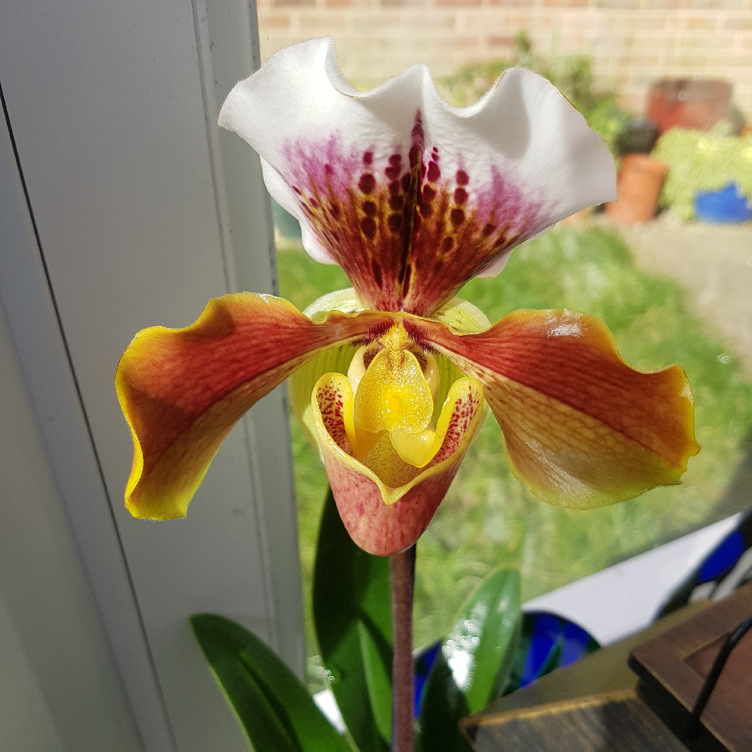 Paphiopedilum Atlantis in the GardenTags plant encyclopedia Slipper Orchid Atlantis in the GardenTags plant encyclopedia