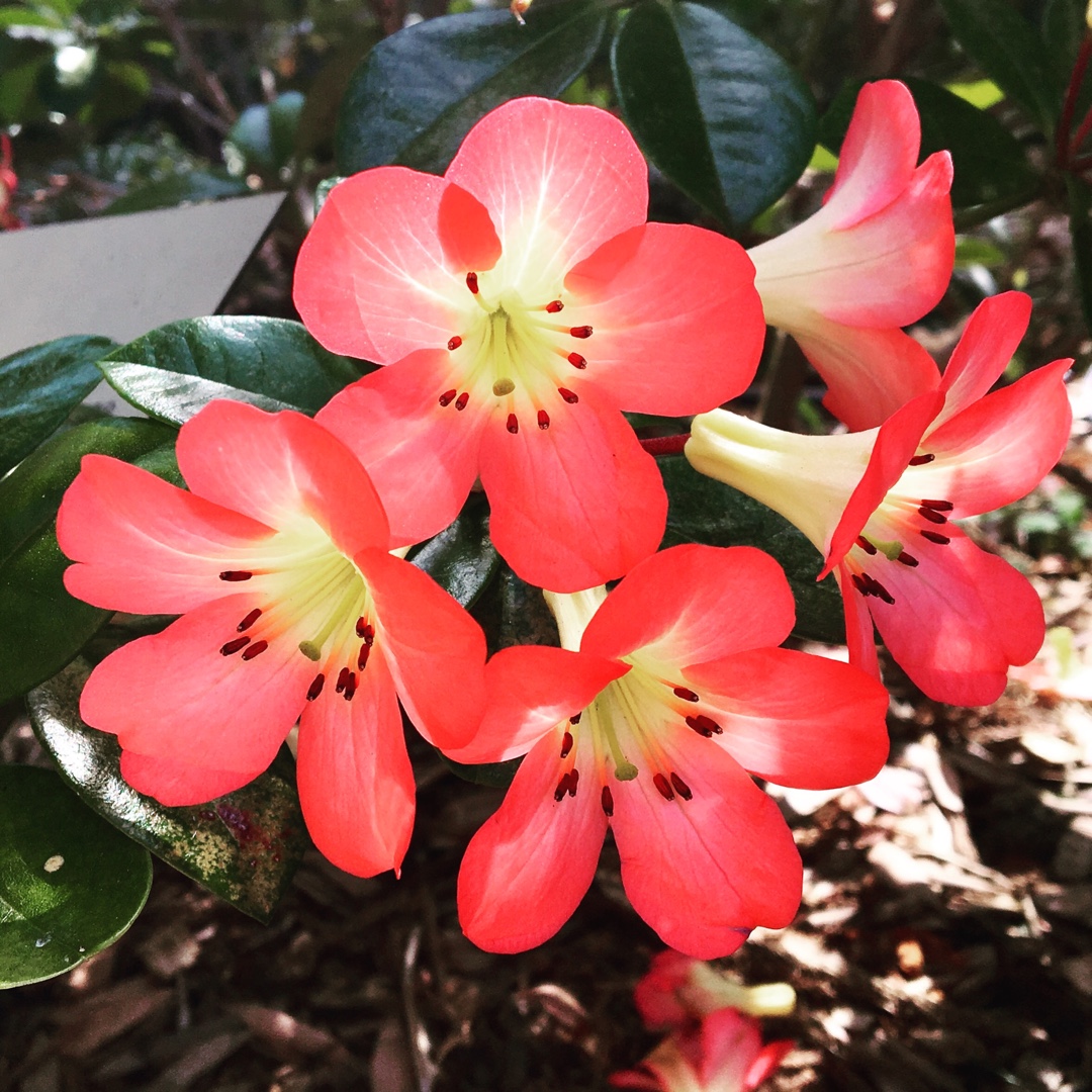 Rhododendron Kisses in the GardenTags plant encyclopedia Rhododendron Kisses in the GardenTags plant encyclopedia