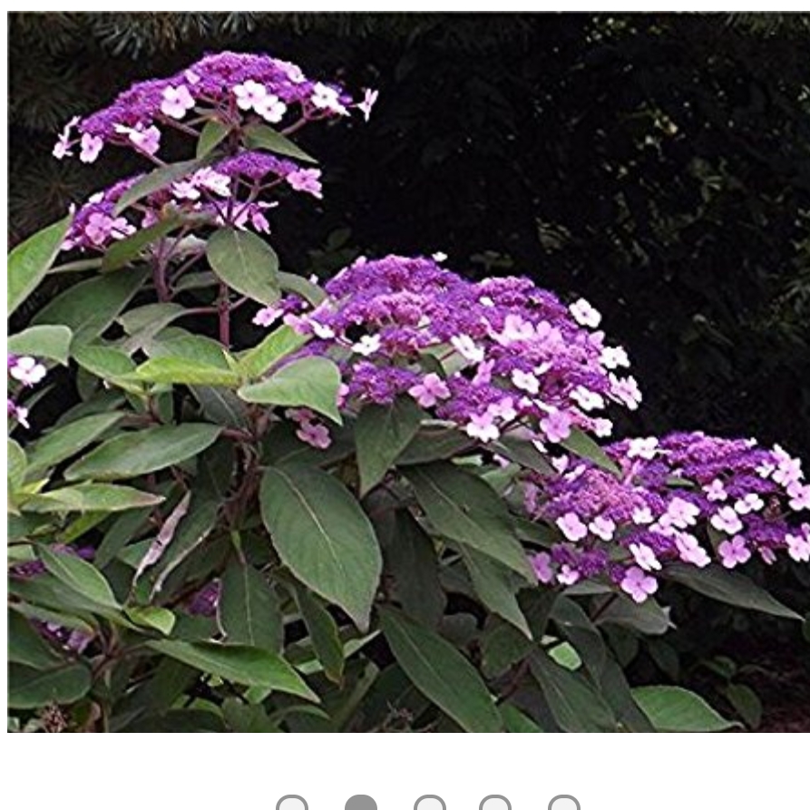 Hydrangea aspera Velvet and Lace in the GardenTags plant encyclopedia Hydrangea Velvet and Lace in the GardenTags plant encyclopedia