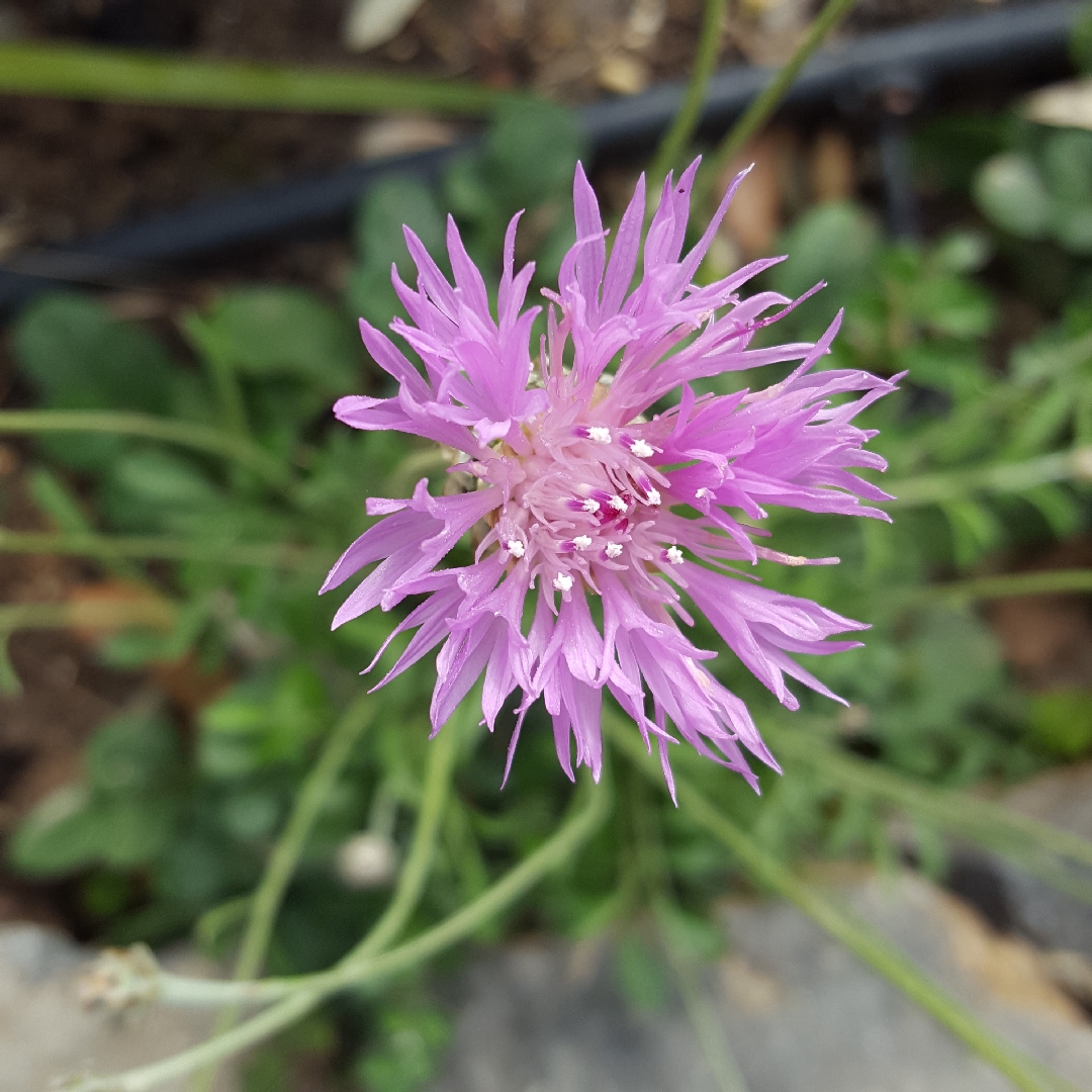 Centaurea Bella in the GardenTags plant encyclopedia Common knapweed Bella in the GardenTags plant encyclopedia