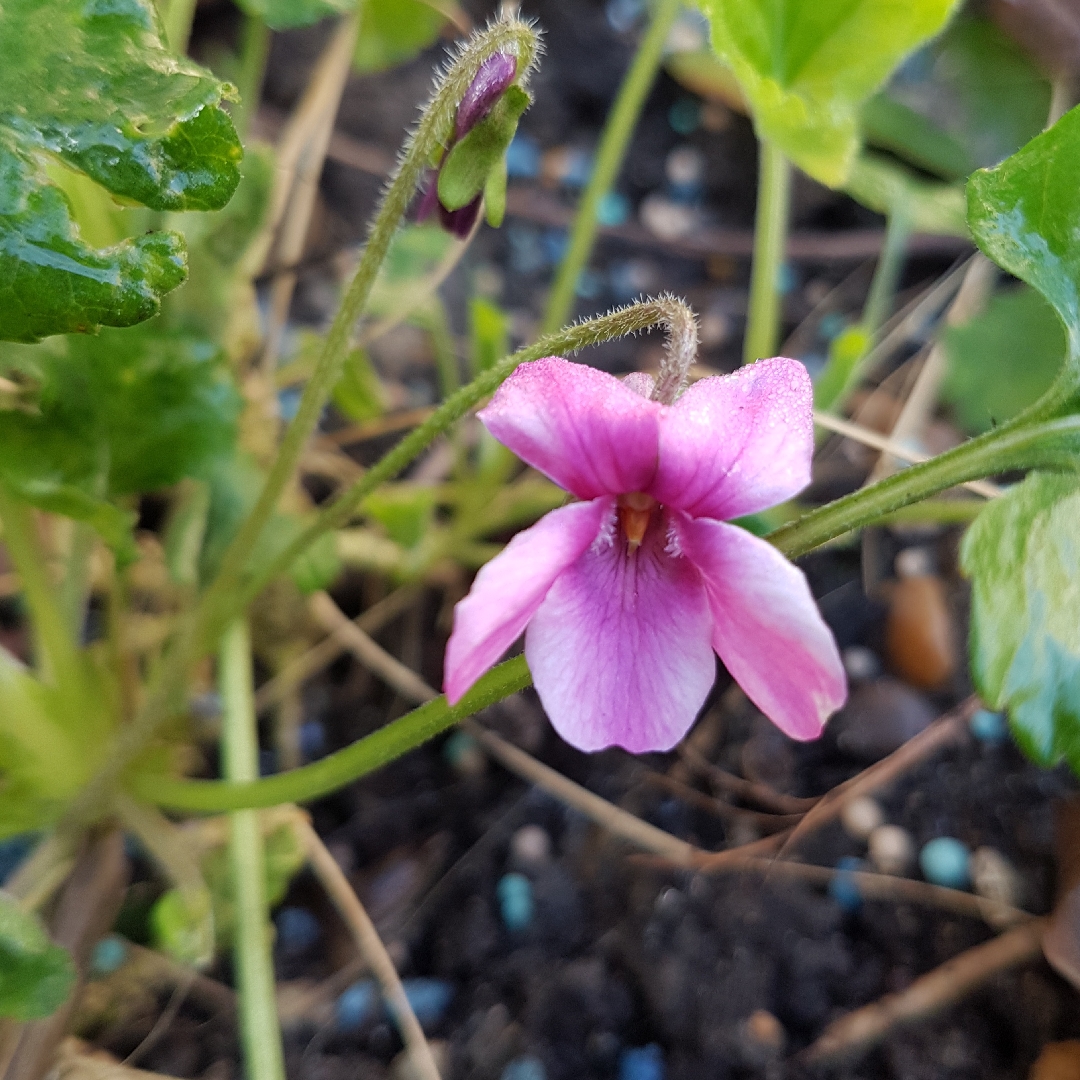Viola Lady Mallory in the GardenTags plant encyclopedia Viola Lady Mallory in the GardenTags plant encyclopedia