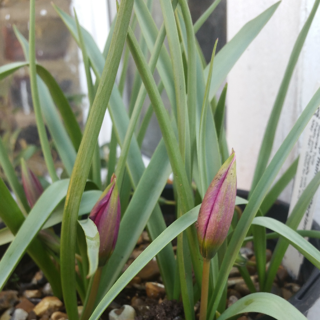 Tulip (Species) Low-growing Tulip Persian Pearl in the GardenTags plant encyclopedia