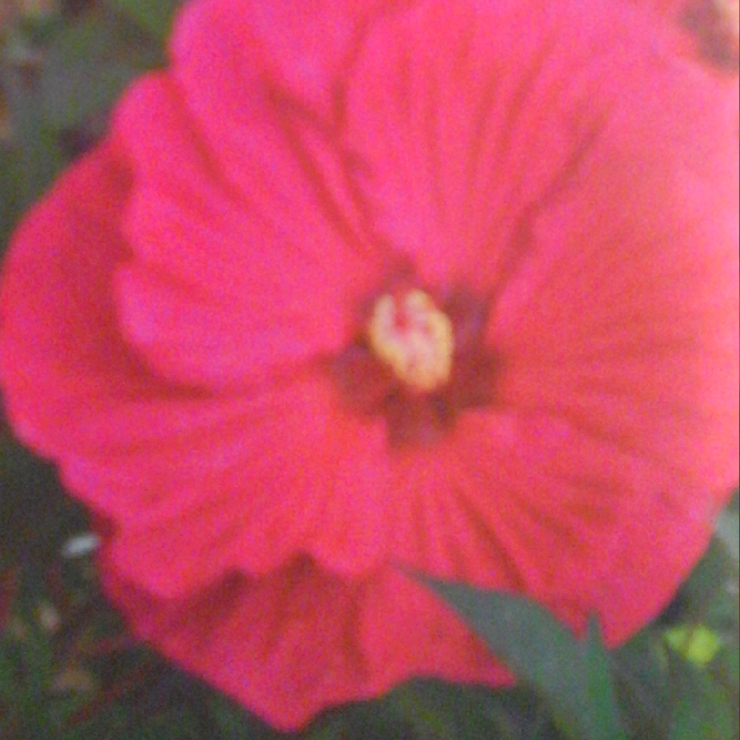 Hibiscus Summer in Paradise in the GardenTags plant encyclopedia Hibiscus Summer in Paradise in the GardenTags plant encyclopedia