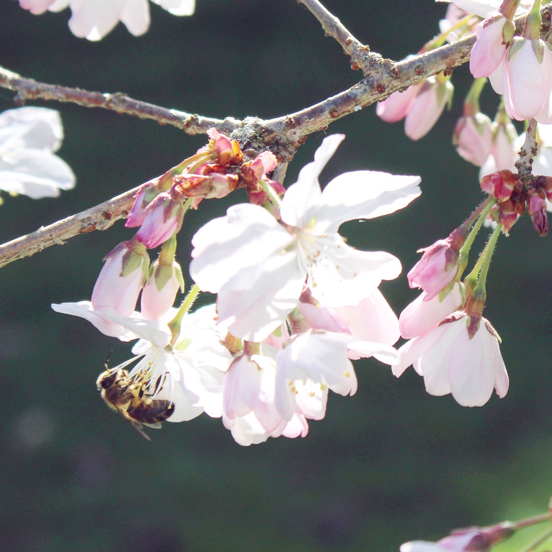 Prunus serrulata Rebecca in the GardenTags plant encyclopedia Japanese Flowering Cherry in the GardenTags plant encyclopedia
