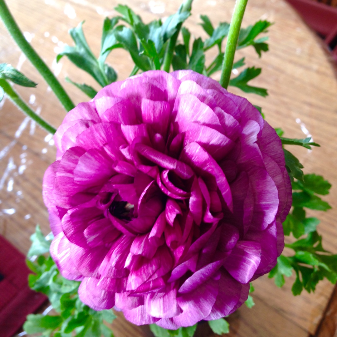 Ranunculus Mache Mix (Mache Series) in the GardenTags plant encyclopedia Persian Buttercup Mache Mix in the GardenTags plant encyclopedia