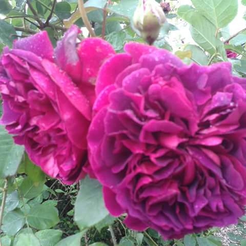 Rosa Ausroyal syn. Rosa William Shakespeare in the GardenTags plant encyclopedia Rose William Shakespeare (Shrub) in the GardenTags plant encyclopedia