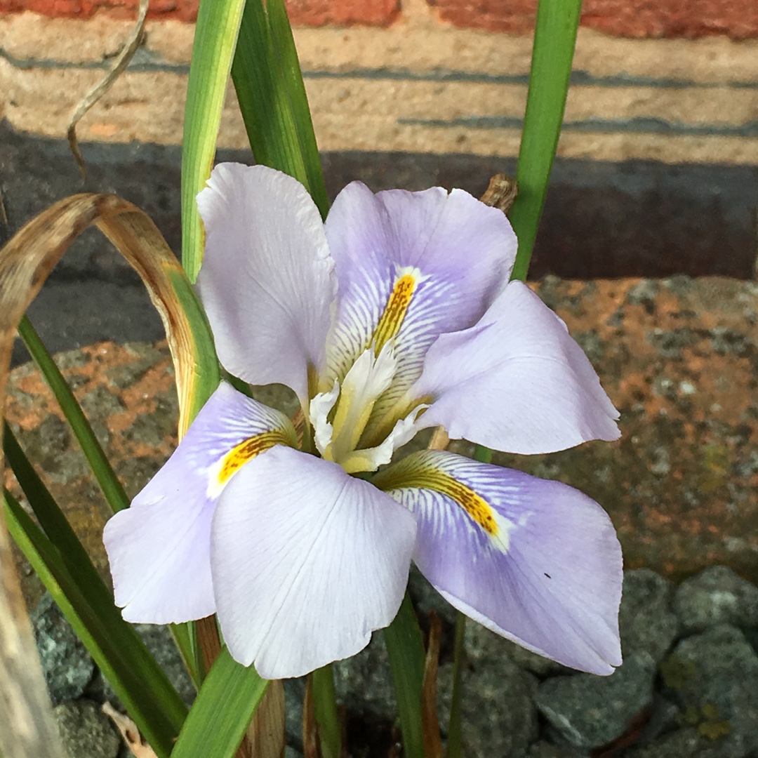 Iris unguicularis Walter Butt in the GardenTags plant encyclopedia Algerian Iris Walter Butt in the GardenTags plant encyclopedia