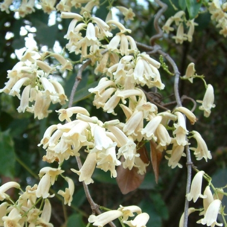Pandorea pandorana in the GardenTags plant encyclopedia Wonga Wonga Vine in the GardenTags plant encyclopedia