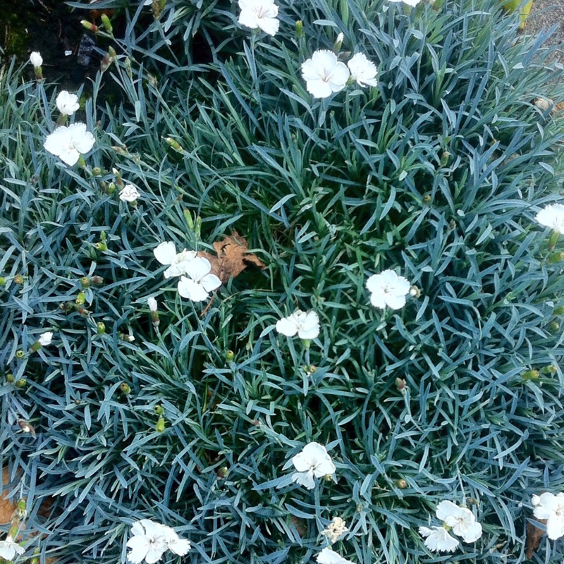 Dianthus caesius Albus in the GardenTags plant encyclopedia Cheddar Pink Albus in the GardenTags plant encyclopedia