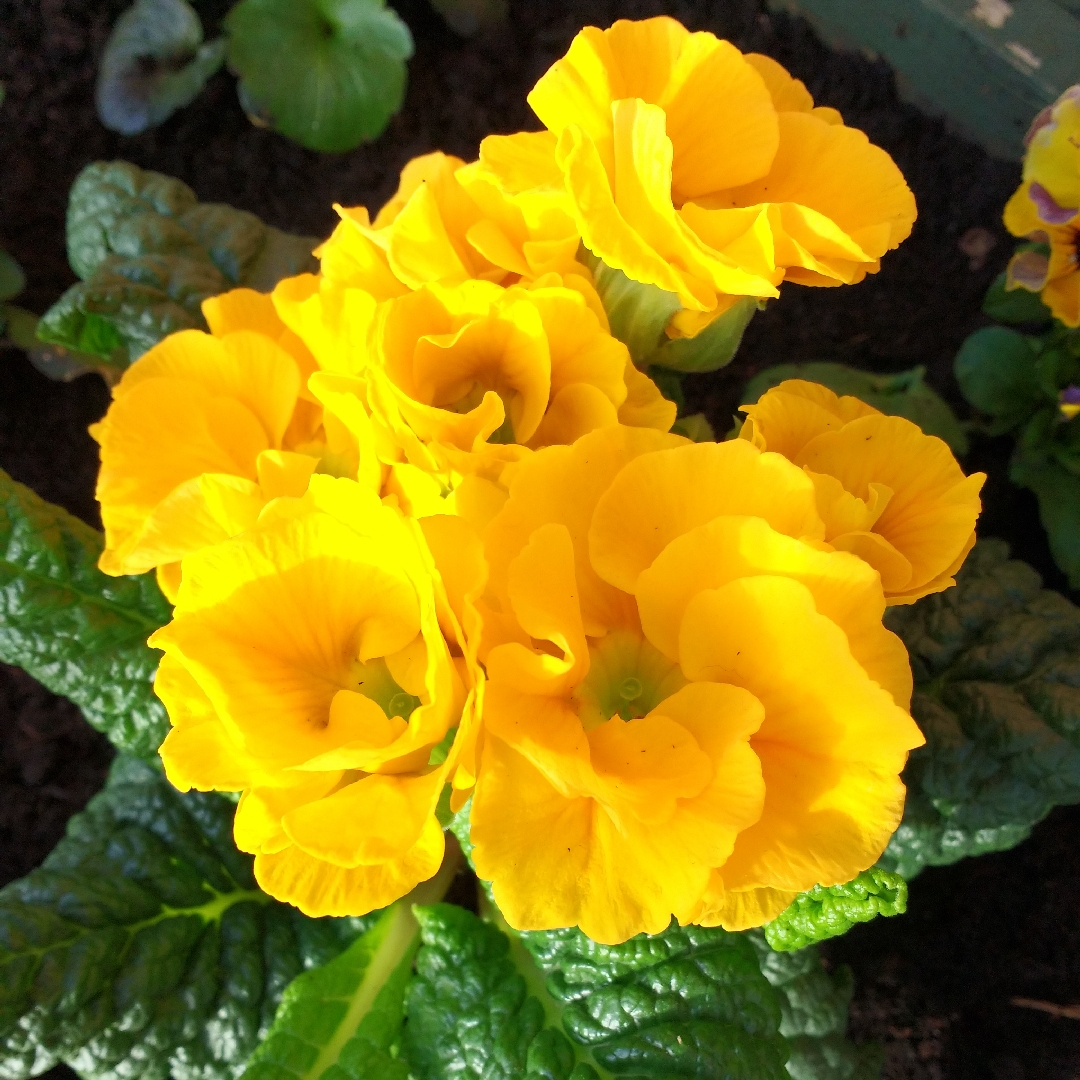 Primula Vulgaris Double Princess in the GardenTags plant encyclopedia Primrose Double Princess in the GardenTags plant encyclopedia