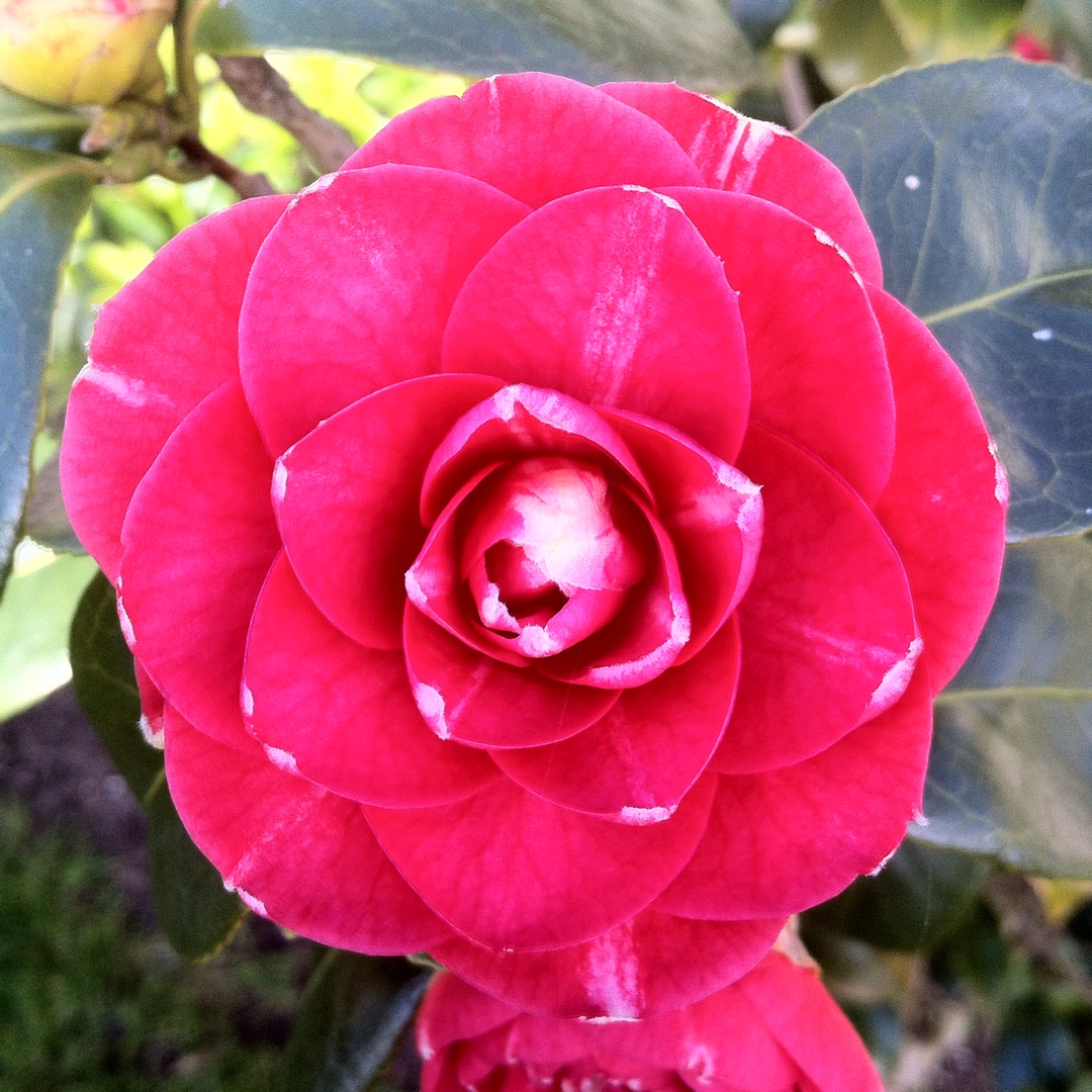 Camellia japonica Rubens in the GardenTags plant encyclopedia Camellia Rubens in the GardenTags plant encyclopedia