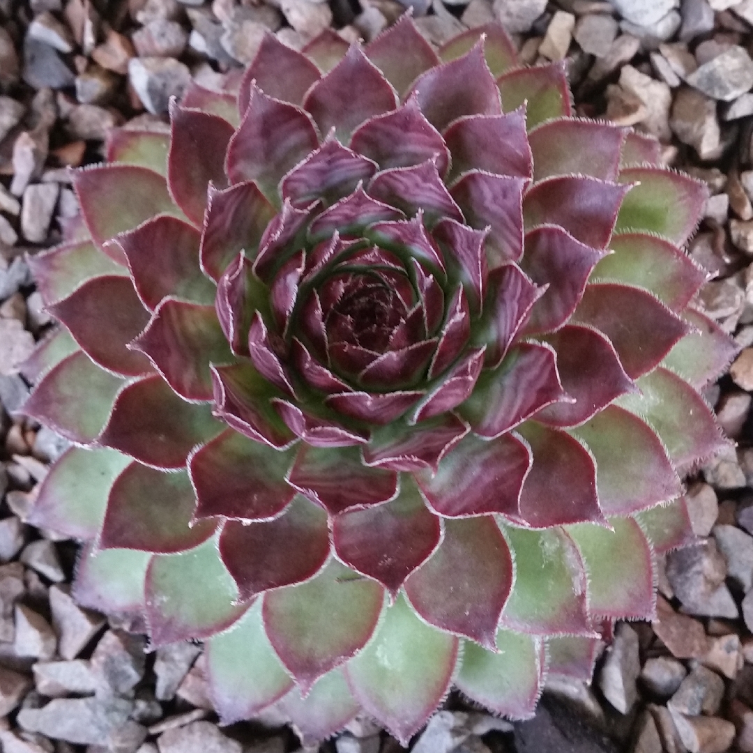 Sempervivum Bronco in the GardenTags plant encyclopedia Sempervivum Bronco in the GardenTags plant encyclopedia