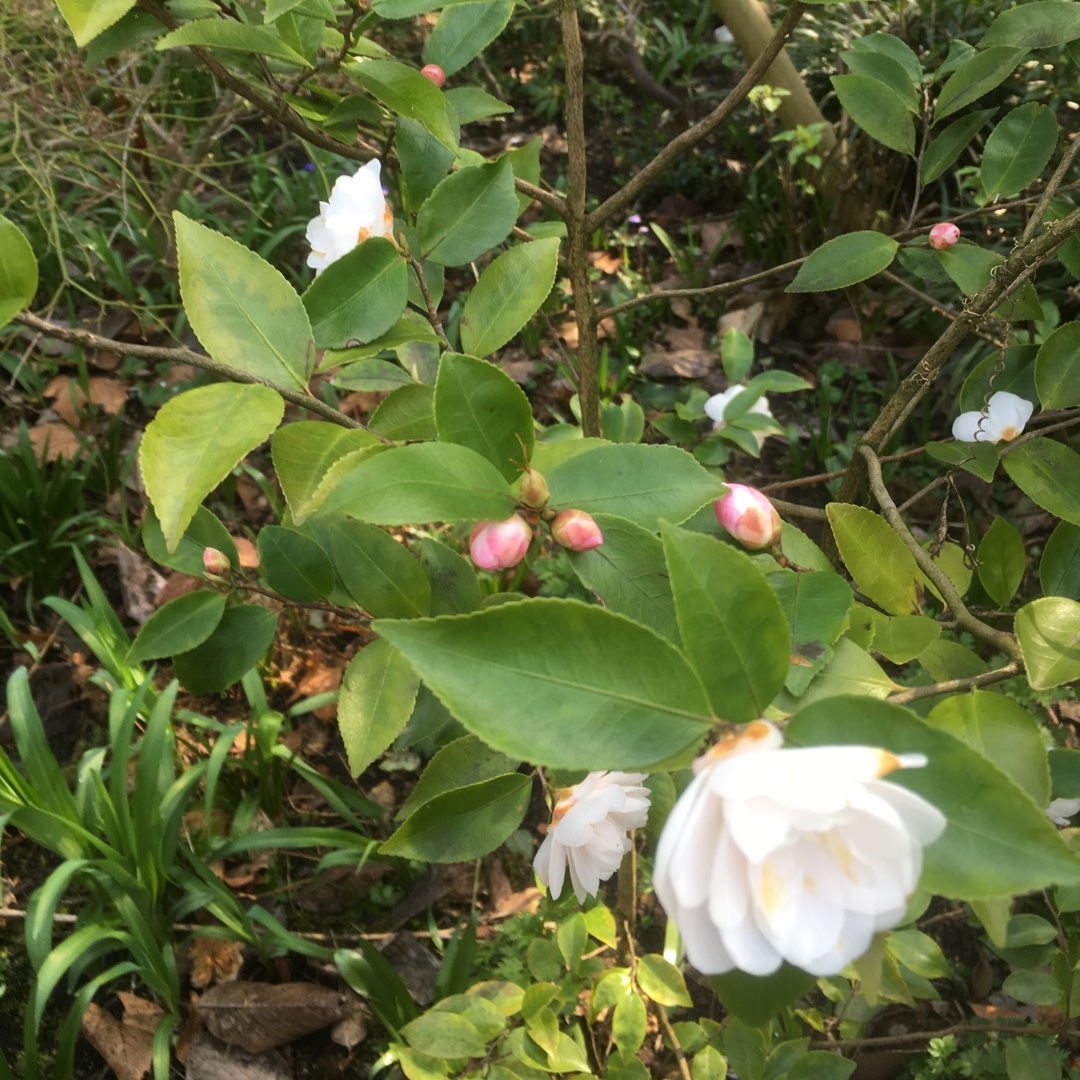 Camellia rosthornianaCupido in the GardenTags plant encyclopedia Cupids Camellia in the GardenTags plant encyclopedia