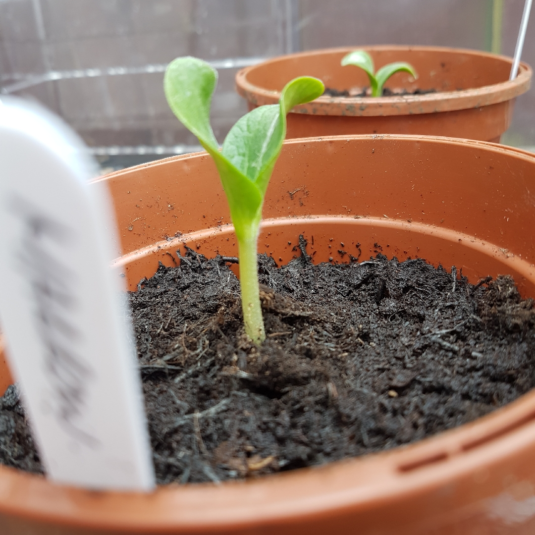 Cucurbita Pepo Long Green Bush 2 in the GardenTags plant encyclopedia Marrow Long Green Bush 2 in the GardenTags plant encyclopedia