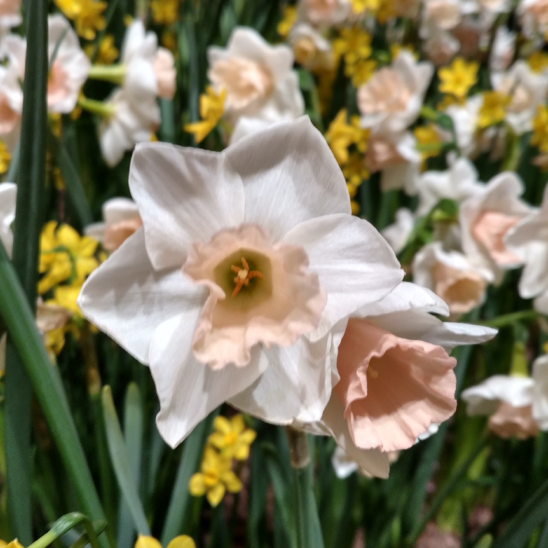 Narcissus Sweet Smiles in the GardenTags plant encyclopedia Daffodil Sweet Smiles (Jonquilla) in the GardenTags plant encyclopedia