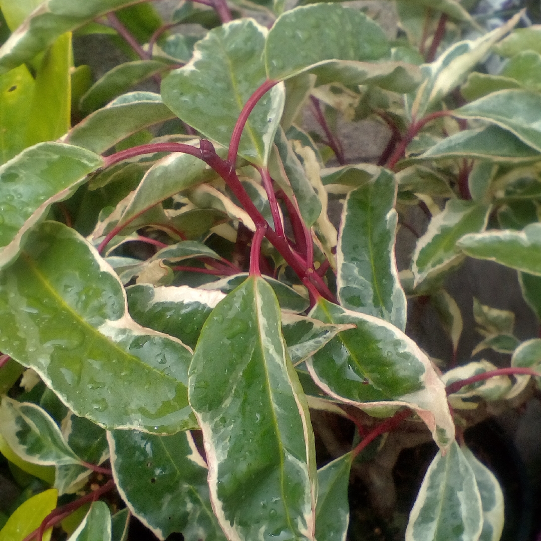 Prunus lusitanica Variegata in the GardenTags plant encyclopedia Portugese Laurel (Variegated) in the GardenTags plant encyclopedia