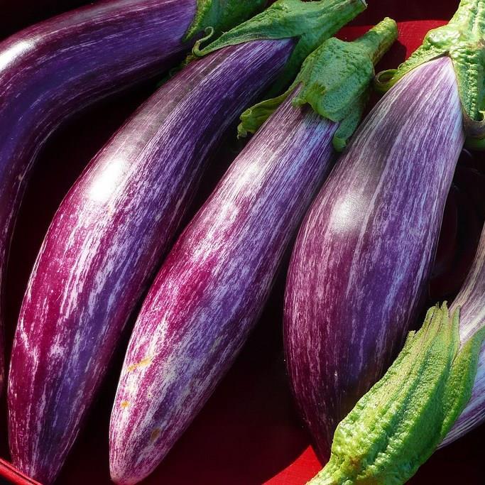 Solanum melongena Listada de Gandia in the GardenTags plant encyclopedia Aubergine Listada de Gandia in the GardenTags plant encyclopedia