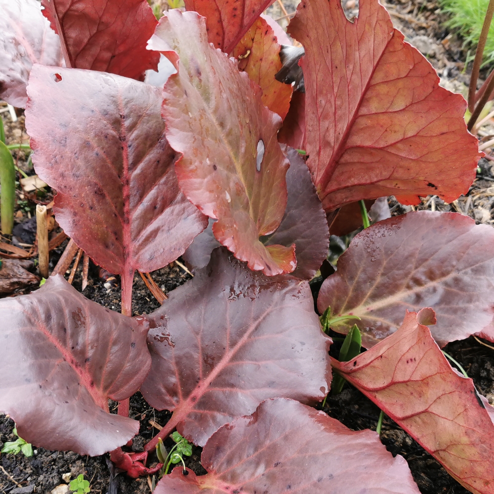 Bergenia purpurascens in the GardenTags plant encyclopedia Purple Elephants Ears in the GardenTags plant encyclopedia