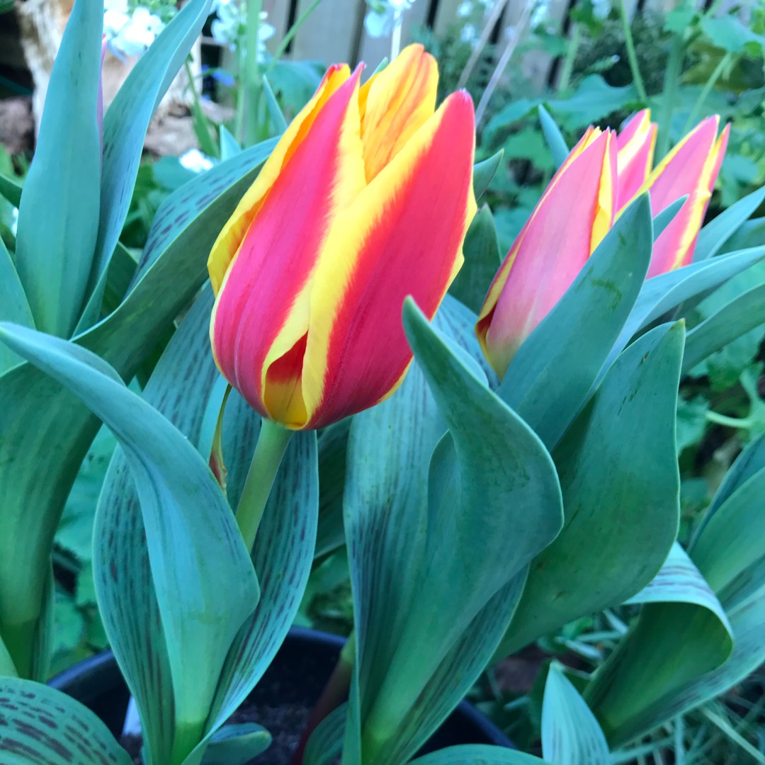 Tulipa Corona in the GardenTags plant encyclopedia Tulip Corona (Kaufmanniana) in the GardenTags plant encyclopedia