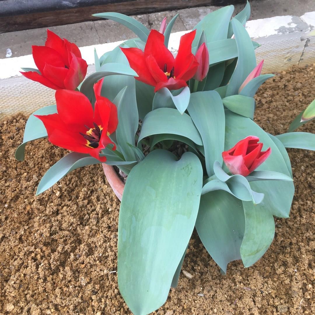 Tulipa undulatifolia syn. Tulipa eichleri in the GardenTags plant encyclopedia Tulip (Species) Undulatifolia Tulip in the GardenTags plant encyclopedia